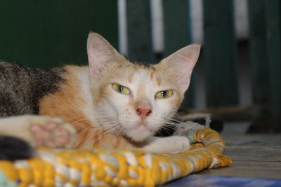 Close-up portrait of a cat