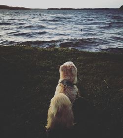 Dog looking at windy and wavy sea shore