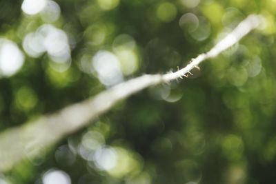 Close-up of fresh green plant