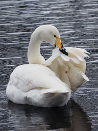 Swan swimming in lake