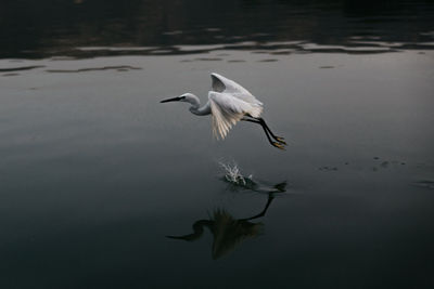 Bird flying over lake