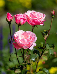 Close-up of pink rose