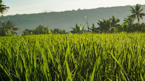 Scenic view of agricultural field against sky