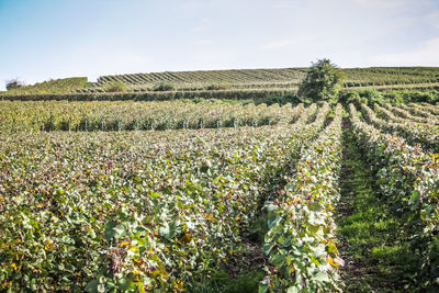 Crops growing on field against sky