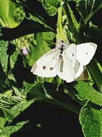 Close-up of butterfly pollinating flower