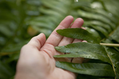 Close-up of hand holding leaf
