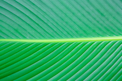 Close up green leaf texture background