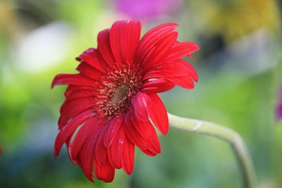 Close-up of red flower