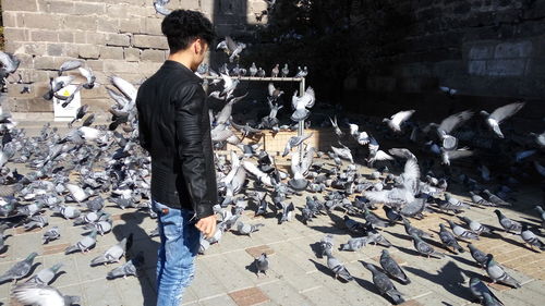 Man standing by flock of pigeons on sunny day