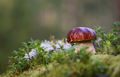 Close-up of king bolete mushroom growing on field