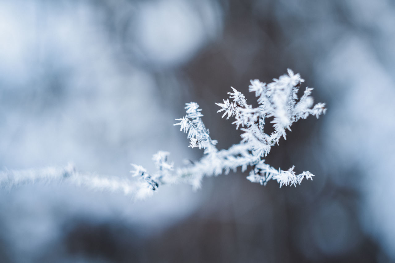 cold temperature, winter, snow, frozen, beauty in nature, nature, no people, plant, close-up, day, ice, white color, selective focus, focus on foreground, fragility, vulnerability, outdoors, snowflake, tree, extreme weather, blizzard