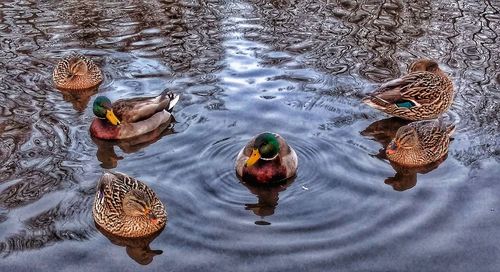 High angle view of mallard ducks swimming in lake