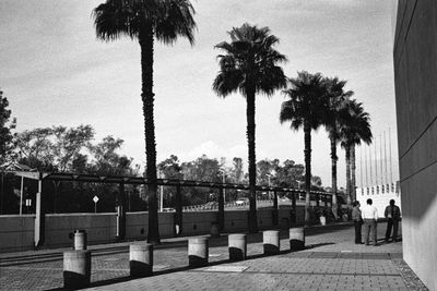 Palm trees in park