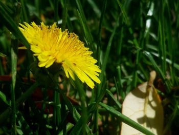 Close-up of yellow flower blooming in field