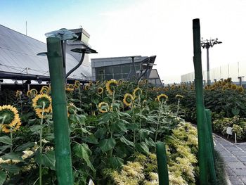 Low angle view of plants against building