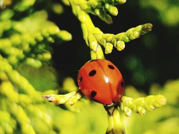 Close-up of ladybug on plant