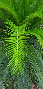 Full frame shot of palm leaves