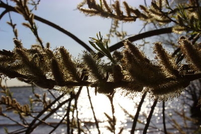 Close-up of branches against blurred background