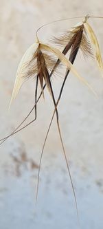 Close-up of wilted flower against blurred background