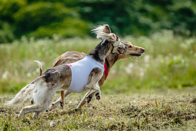 Saluki dogs in red and white shirts running and chasing lure in the field on coursing competition