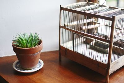 Close-up of potted plant on table