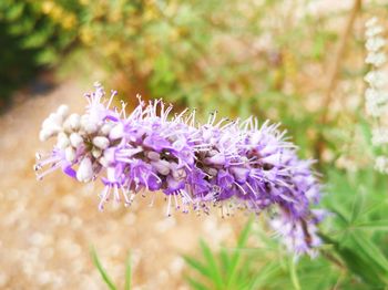 Close-up of purple flowering plant