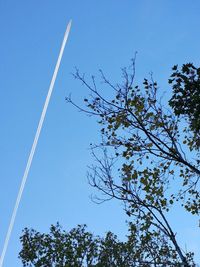 Low angle view of trees against blue sky