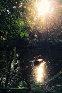 Sun shining through trees