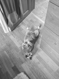 Cat sleeping on tiled floor