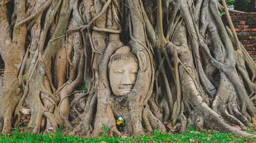 Close-up of statue