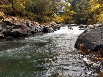 River amidst trees in forest