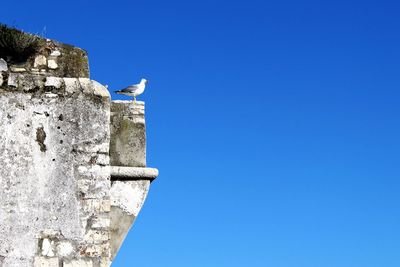 Low angle view of seagull on wall against clear blue sky