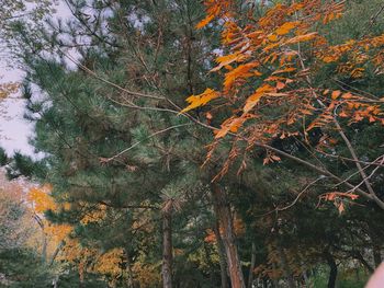 Trees growing in forest during autumn