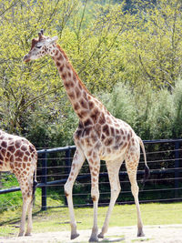 Giraffe standing in a field