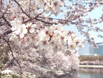 Close-up of cherry blossoms in spring