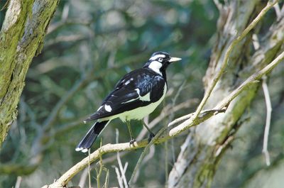 Close-up of bird perching on a tree