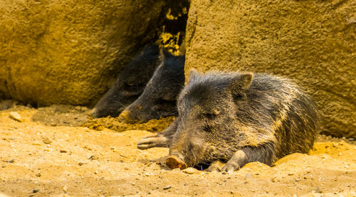 Sheep lying on a land