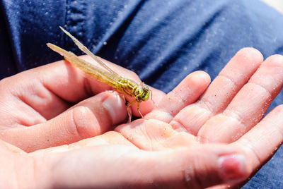 Close-up of hand holding dragonfly