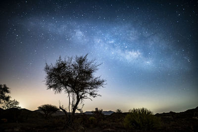 Silhouette tree against star field at night