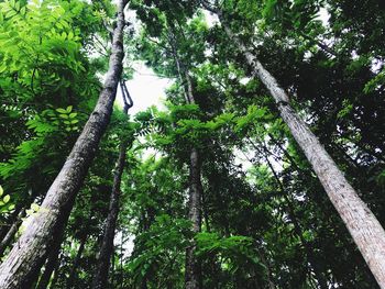 Low angle view of bamboo trees in forest