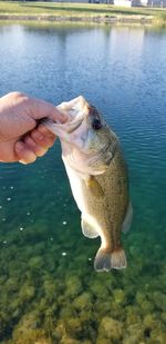 Hand holding fish in water