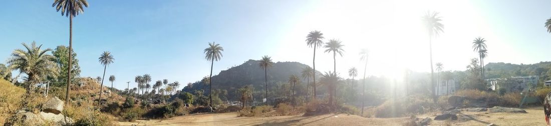 Panoramic shot of trees on landscape against sky