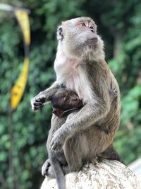 Close-up of monkey breastfeeding her baby