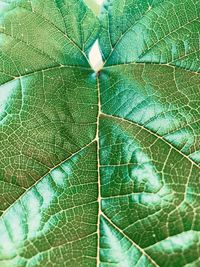 Full frame shot of leaves