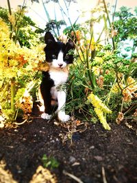 Close-up of cat looking up