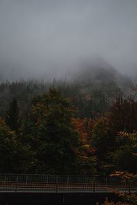 Trees in forest against sky during foggy weather