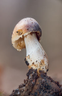 Close-up of mushrooms growing on tree trunk