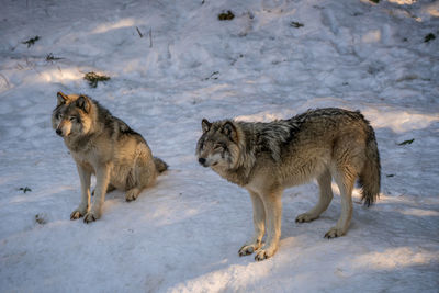 Wolves on snow