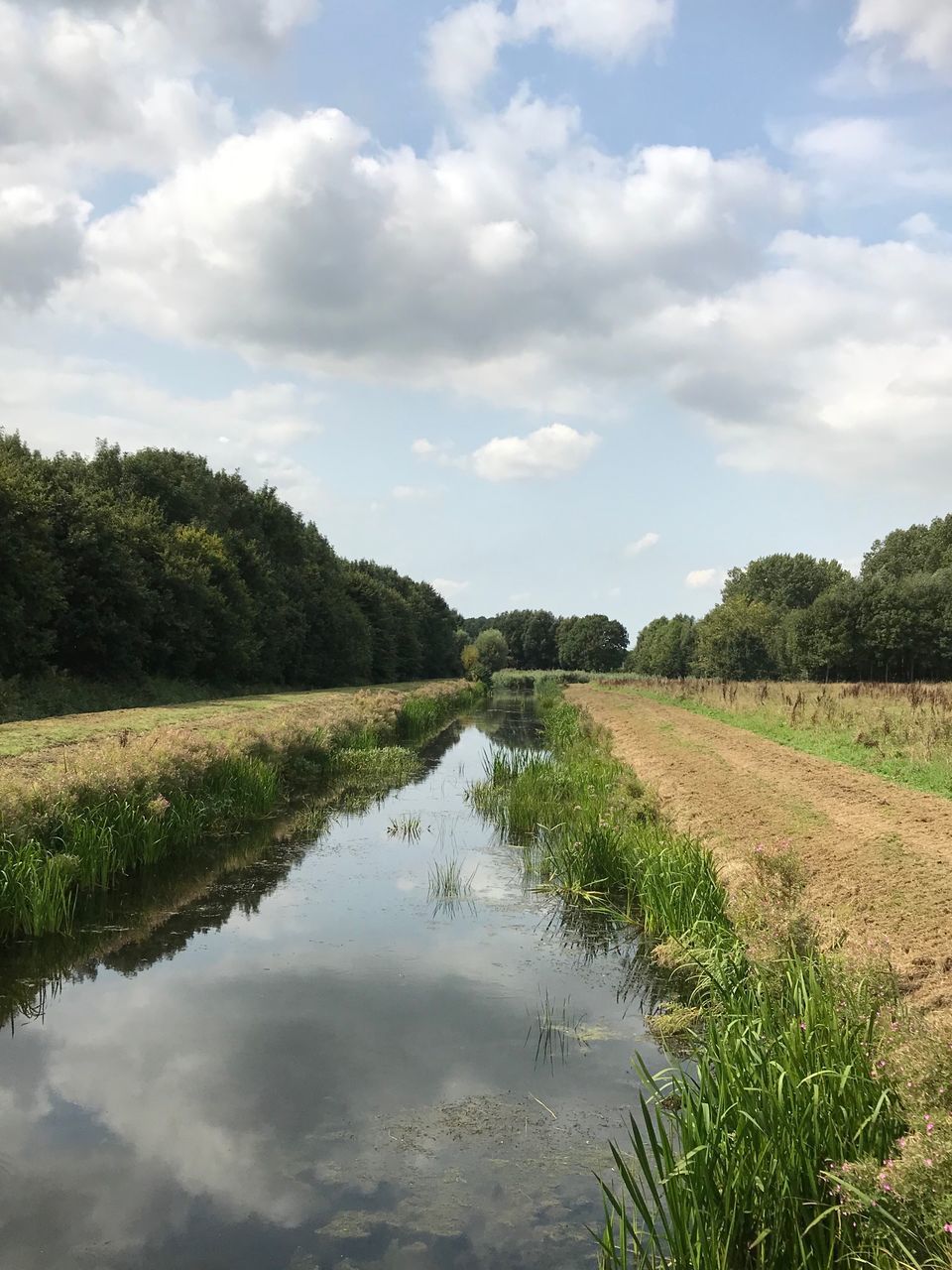 water, plant, cloud - sky, sky, tree, tranquility, tranquil scene, scenics - nature, nature, beauty in nature, day, growth, reflection, no people, lake, green color, landscape, environment, grass, outdoors, swamp