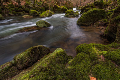 Scenic view of stream flowing through rocks in forest